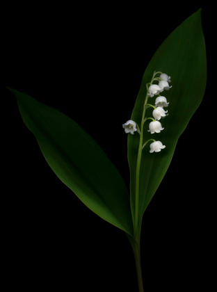 Muguet