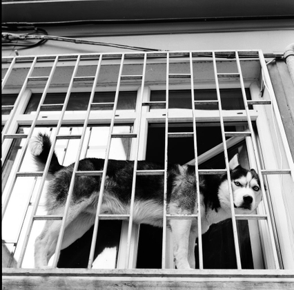 A Wolf © Gigi Roccati