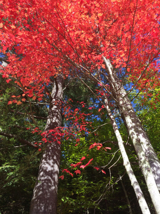 Red Tree