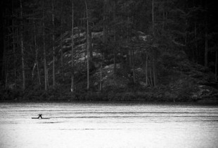 Lapland divers