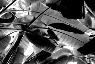 Banana leaves