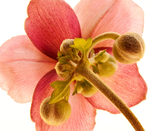 Anemone Hidden Beauty