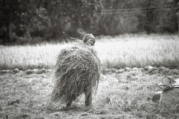 Harvest