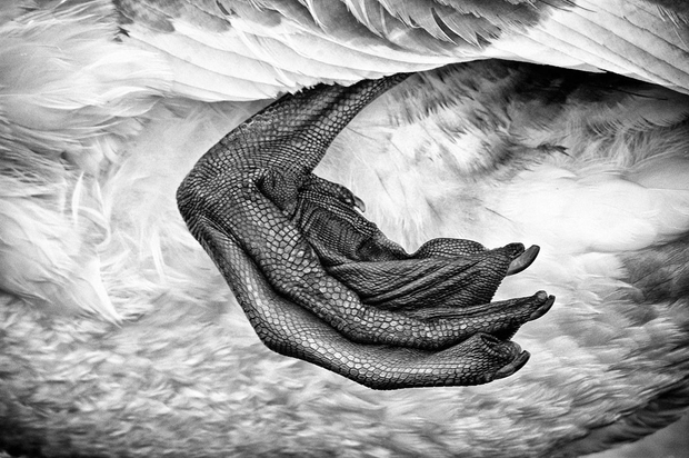 Swan. Como, 2009.