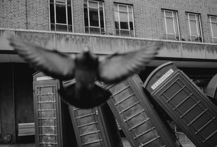 Pigeon attack
