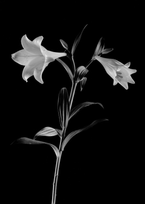 Lys