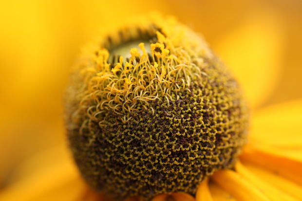 #The Inside Story. #macro#Stilllife#Botany#Flower#Nature#Pattern