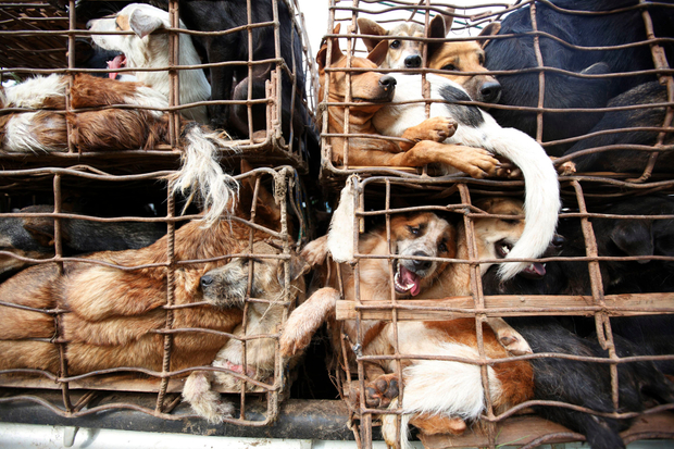 Rescued Caged Dogs.