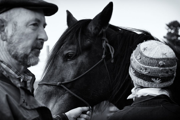 Veterinarian attends to Calypso.