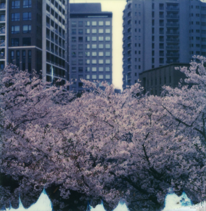Tokyo Cherry Blossoms 1