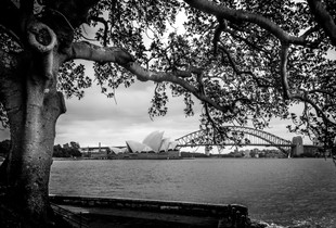 Opera Under the Tree