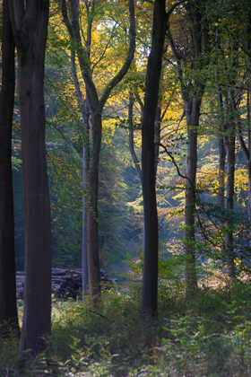 Autumn Colours