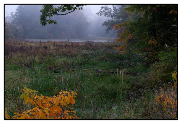 Coon Hallow Preserve 2012b