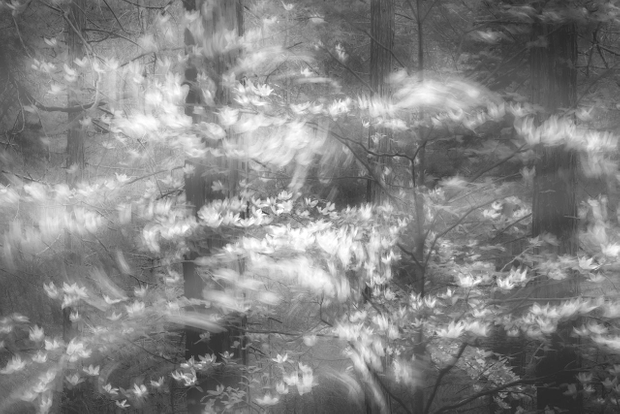 When The Forest Stirs