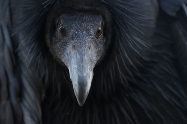 CONDOR DOLLY PORTRAIT GAZE  ©Janice Tieken. All rights reserved.