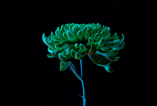 Chrysanthemum