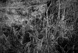 "Grasses and Thistles"