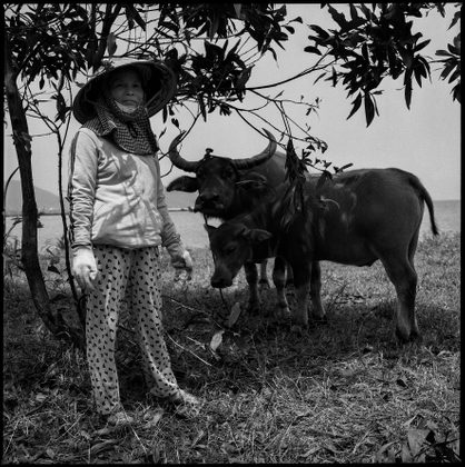Farmer &  water buffalo in Hue Vietnam.