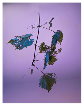 Untitled 1