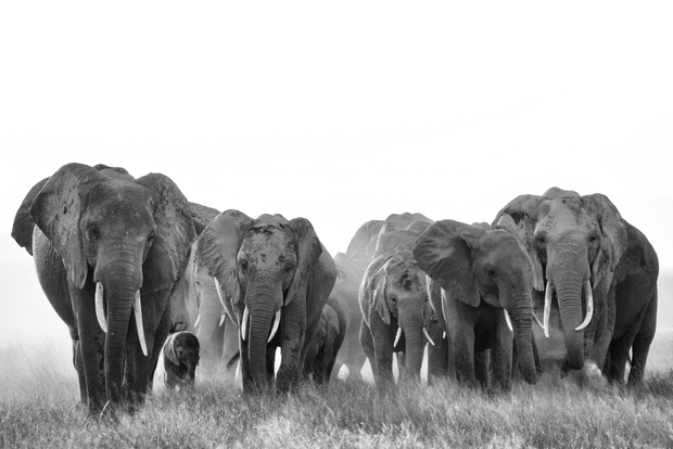 Amboseli Group