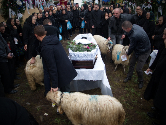 There is an old tradition in Negresti Oas area when a shepherd dies four sheep must go round his coffin four times and later given away for charity to children in need.