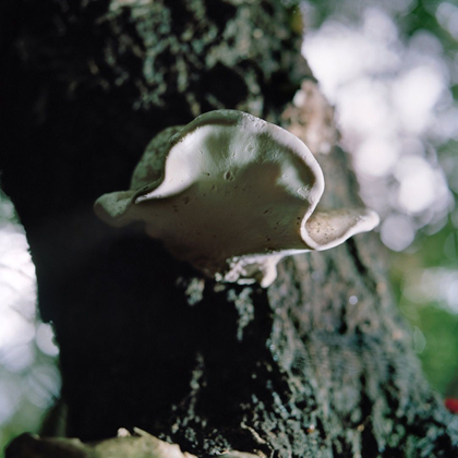 Polypore