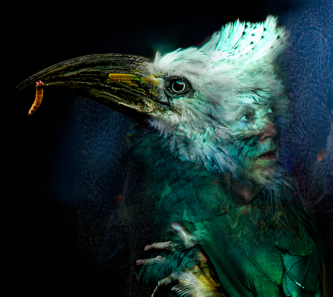 Man Watching Birds on Television