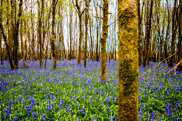 Bluewood