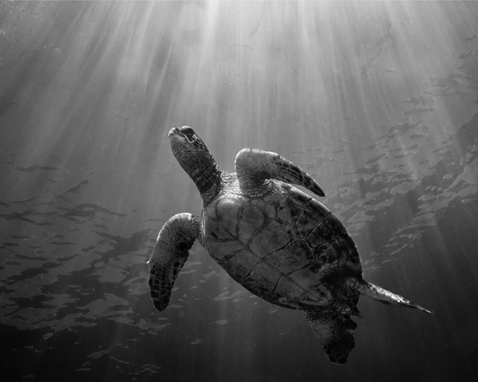 Sunbeam Honu