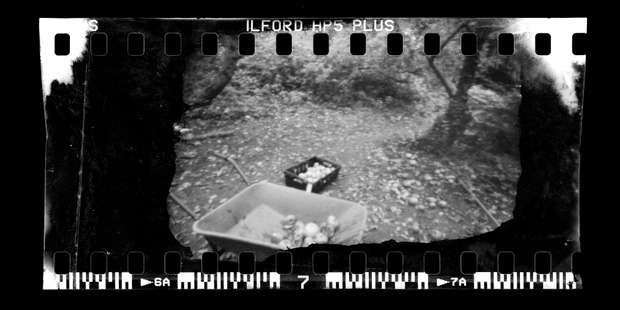 Froebel Orchard, London (Wheelbarrow)