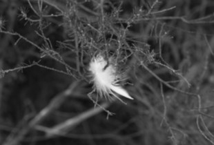 Bird 2