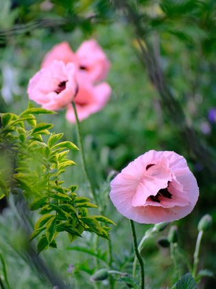 Poppy And Other Dreamers