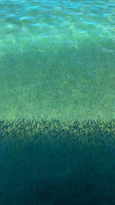 Fish 1