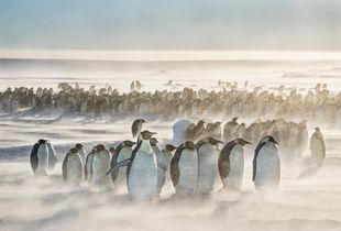 Emperor penguin colony withstands winds of 25 knots.