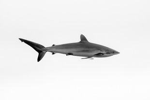 Silkie Shark