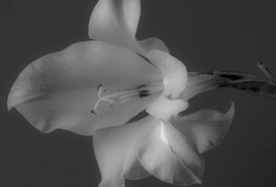 Flowers 11