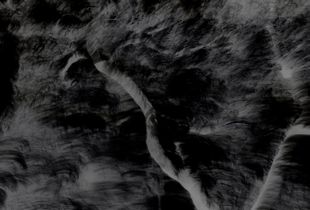 Untitled (Trees 1)