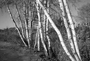 Birch Trees, Westport, CT, 11 9 24