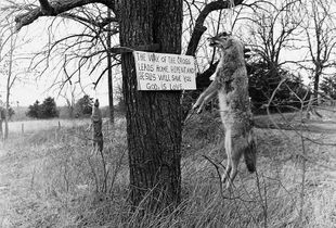 COYOTES AND RELIGIOUS SIGN, CROSS TIMBERS, MISSOURI