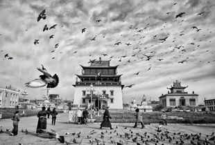 Pigeons come into land at Gandantegchinlen Monastery in Ulanbator, Mongolia