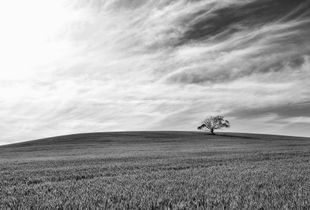 One Tree