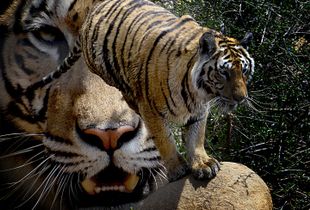 Tiger contemplating  the next move