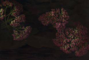 Adventures in a Suburban Garden © Nicola Jayne Maskrey