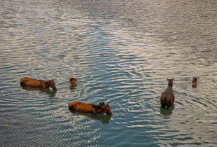 Caballos