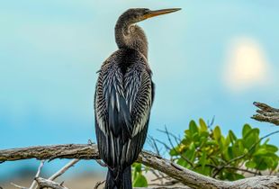 Anhinga