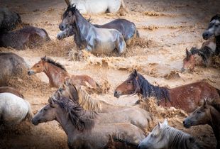 The wild horses of Livno
