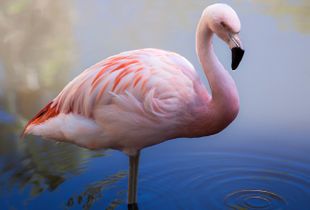 Flamingo Solo
