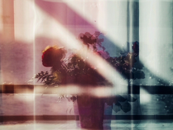 Quarantine stories1 : the rose bouquet through the curtain