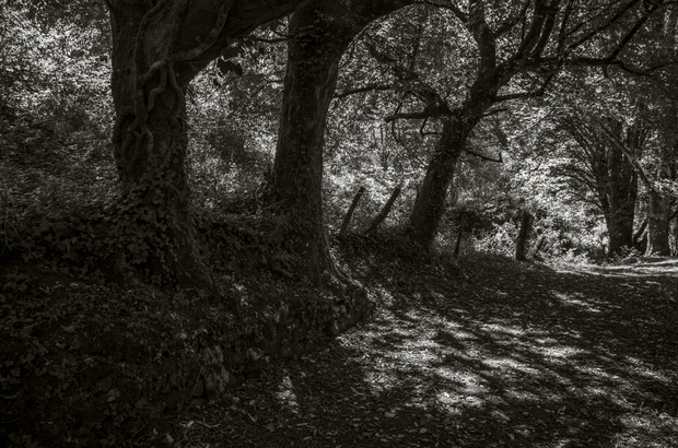 Childhood Walk 02