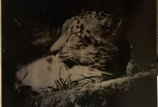 Snow Leopard- Endangered Species Project